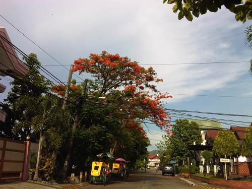 IMG06046-20130504-1536